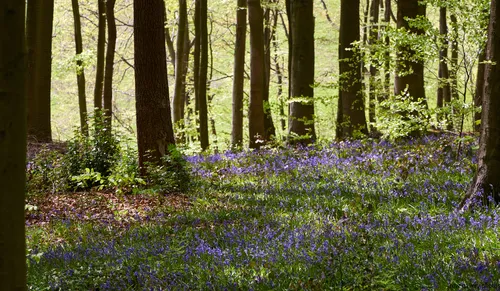 The landscape photograph captures the forest floor at Linacre Reservoirs in Derbyshire, United Kingdom, carpeted with vibrant bluebells and various plants during the early afternoon in spring. Sunlight filters through the trees, illuminating the woods and enhancing the natural beauty and colors of the bluebell flowers that are spread across the scene. This nature image showcases the rich biodiversity found within Linacre’s woods, with bluebells and other spring plants thriving on the forest floor. The photograph highlights the seasonal transformation typical of British woodlands in spring, emphasizing the flourishing flowers and greenery that make Linacre in Derbyshire a notable location for nature enthusiasts.